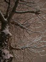 the boughs laden with snow
