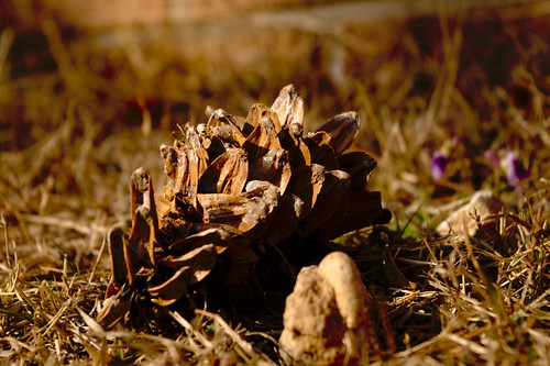 Pine Cone