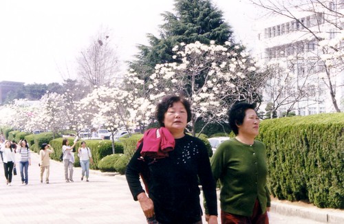 ajuma-power-and-the-blooms-of-spring
