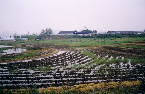 A rice field a block from my apartment building. alsonexttomyworkplace