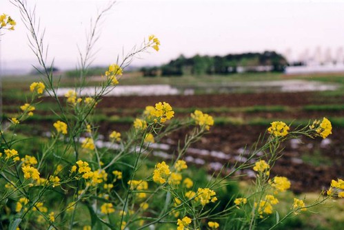 Yellow spring blooms. Huge empty rice field behind. yelloblooms