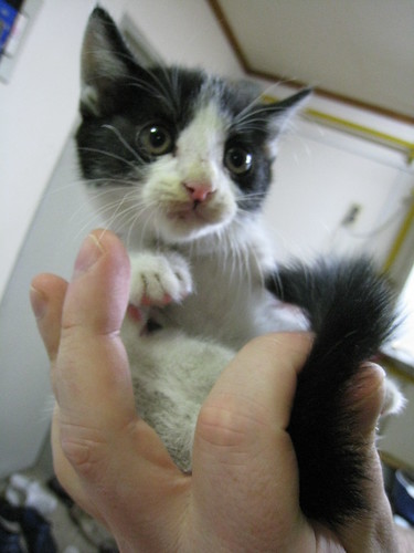 Here is the kitten, in all its puzzled, annoyed, but alive, glory. IMG_1123
