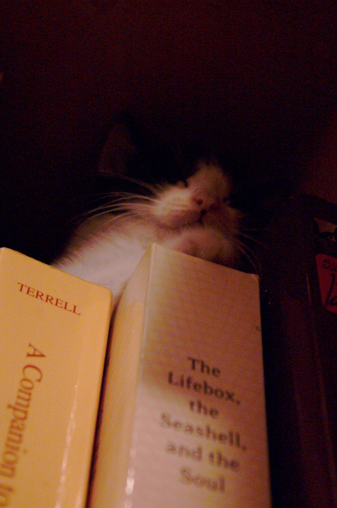 Ezra Pound Concordances and Rudy Rucker?
