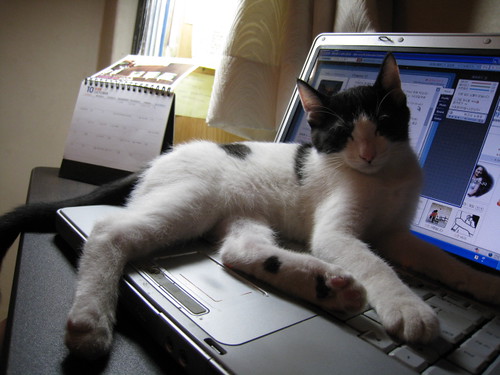 Lounging the Net?