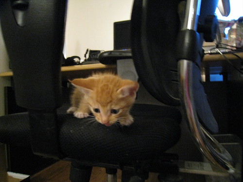 Tiny, tiny... and a little whiney.