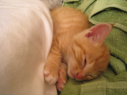 I can hear you grinning, you damned cat people...