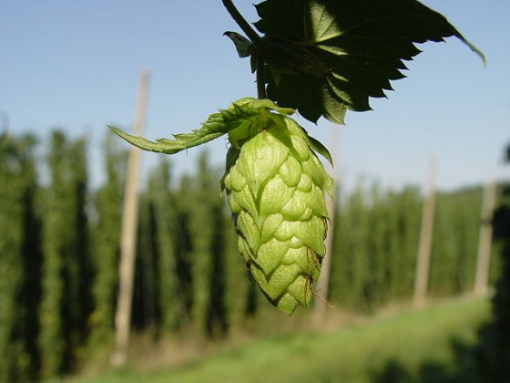 640px-Hopfendolde-mit-hopfengarten